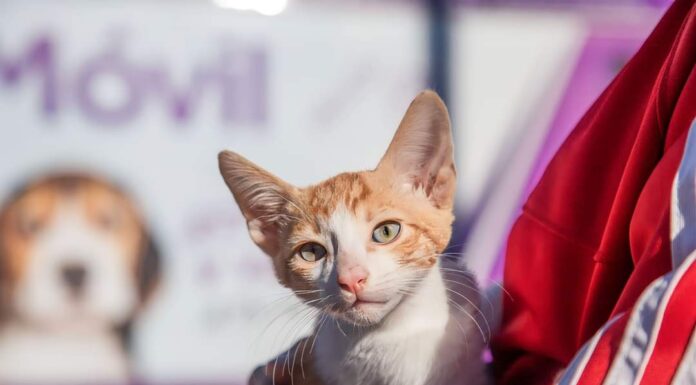 El quirófano móvil del Municipio estará en el barrio Lubo