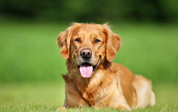 Primer Encuentro de Golden en Campana