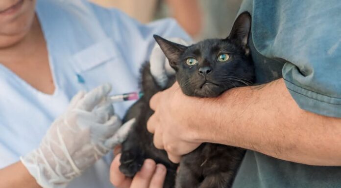 Jornada de vacunación antirrábica en la Plaza Eduardo Costa