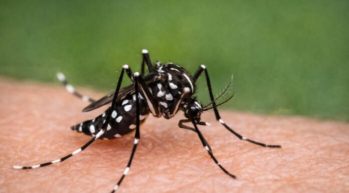 Dengue: no se registra un brote epidémico, pero se refuerzan las medidas de prevención