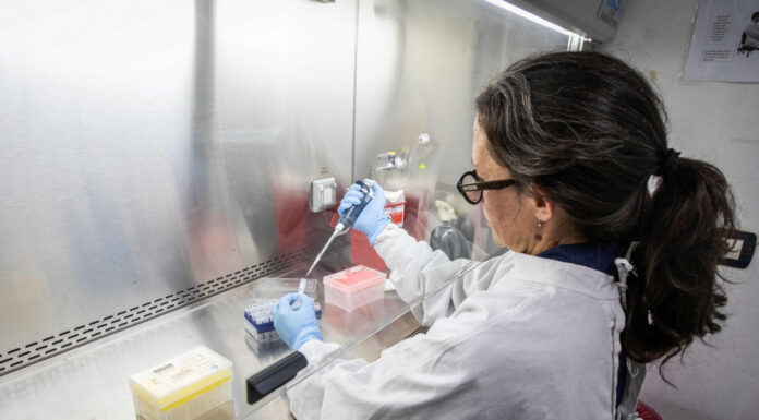 Argentina asiste a países europeos con insumos de diagnóstico para hantavirus